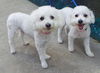 Lulu and Janey