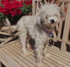 Libby