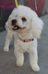 Gertie