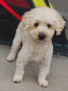 Rudy