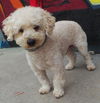 Rudy