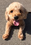 Gracie