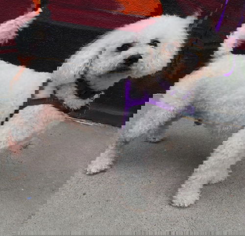 Nigel