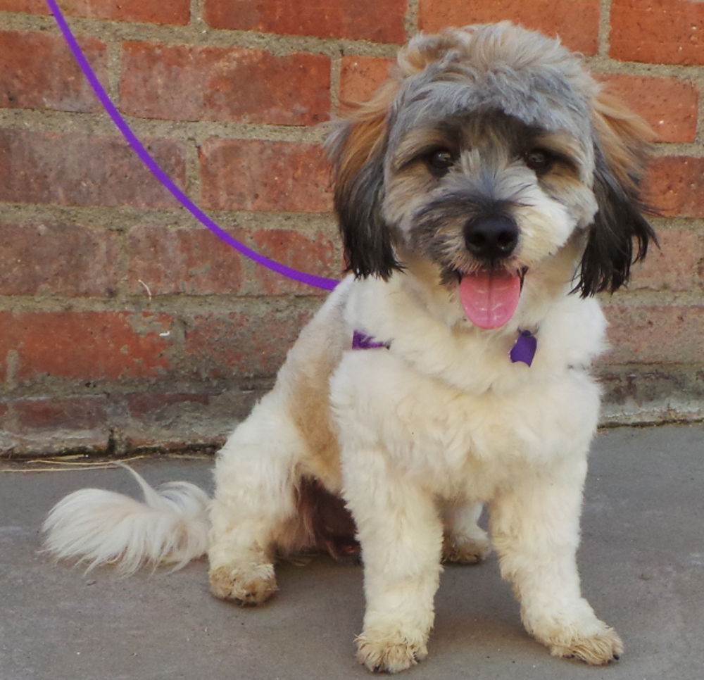 Lhasa apso wheaten terrier sales mix