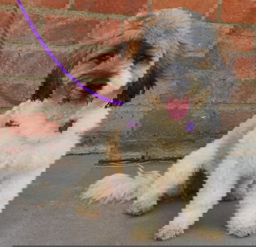 Gus