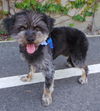 Angus
