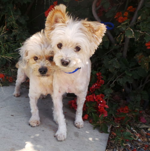 Violet and Poppy