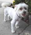 Bridgette
