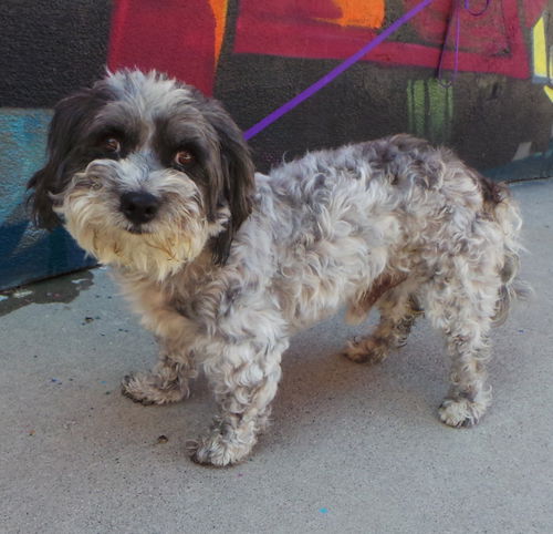 Mutley