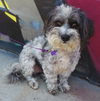 Mutley