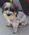 Mutley