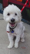 Benji