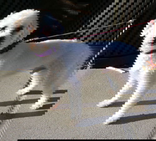 Elvis
