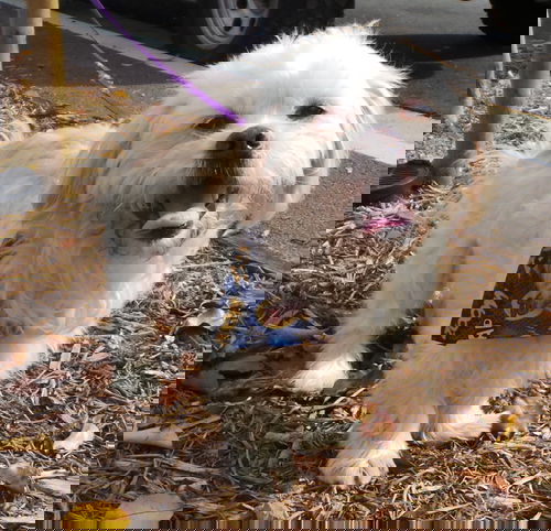 Nat