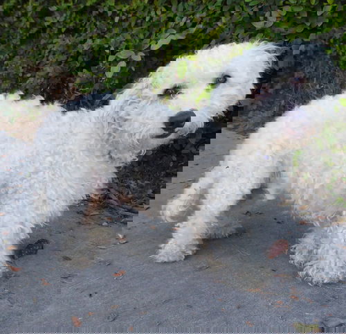 Jonah