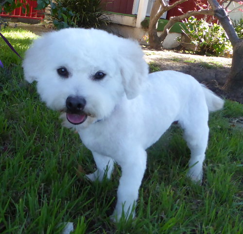 Buckley
