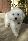 Lola