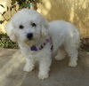 Lola