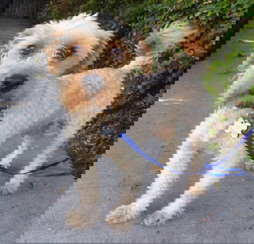 Papito