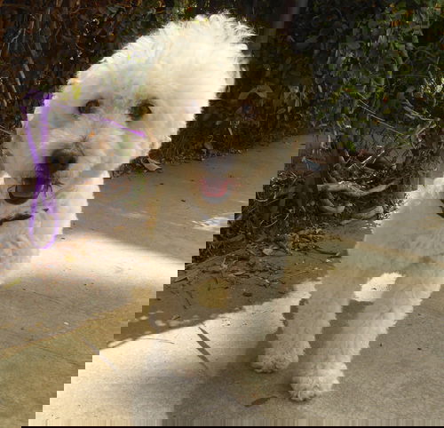 Kismet