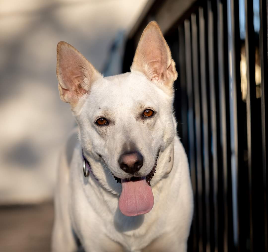 adoptable Dog in Minneapolis, MN named Stone
