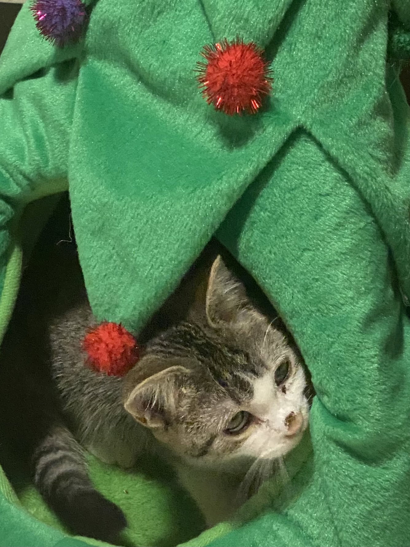 Cats for Adoption in Vineland, Minnesota Alpha Paw