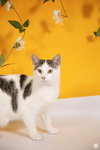 Auger - Photo 16