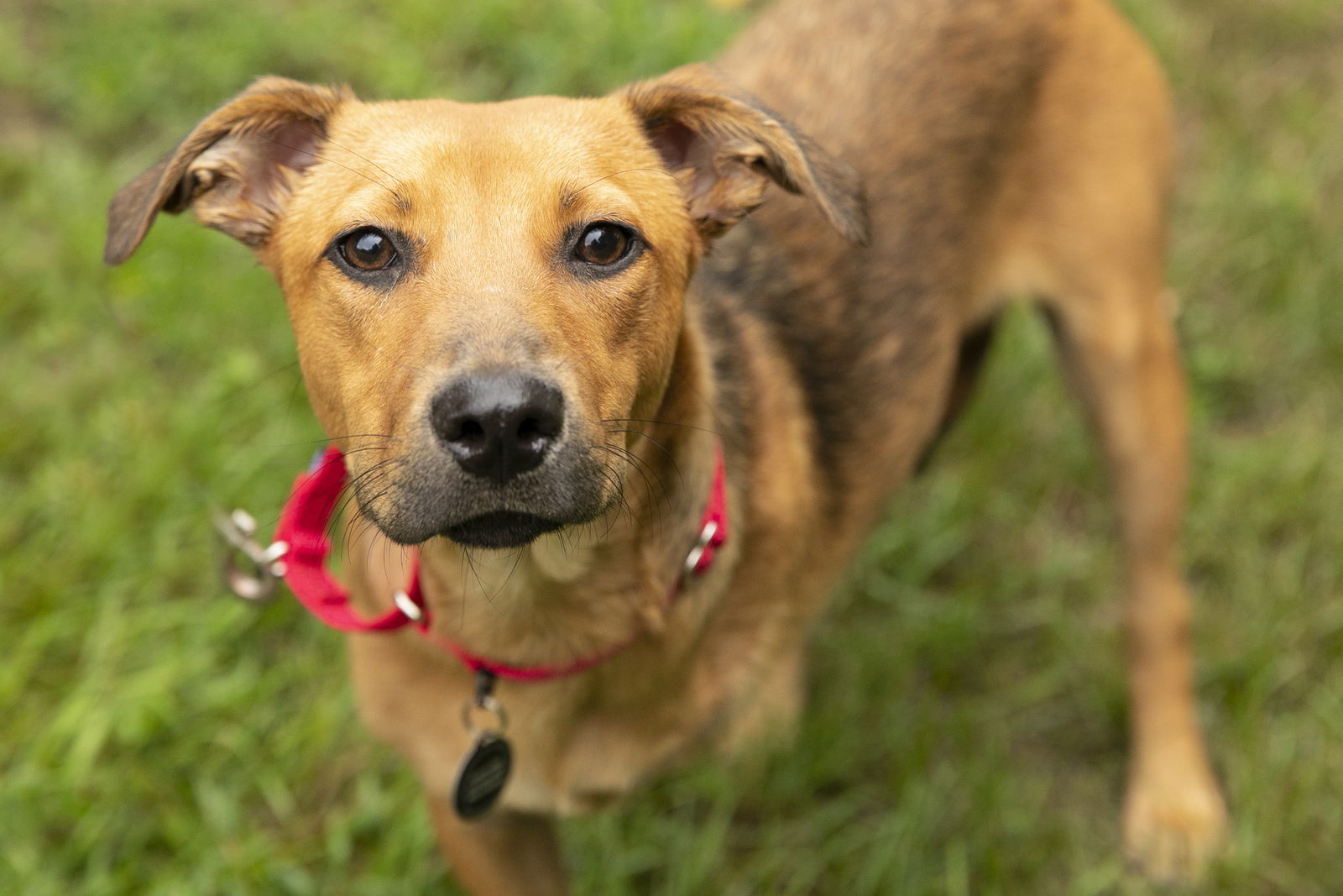 Dog for Adoption - Junebug, a Labrador Retriever in Blaine, MN | Alpha Paw