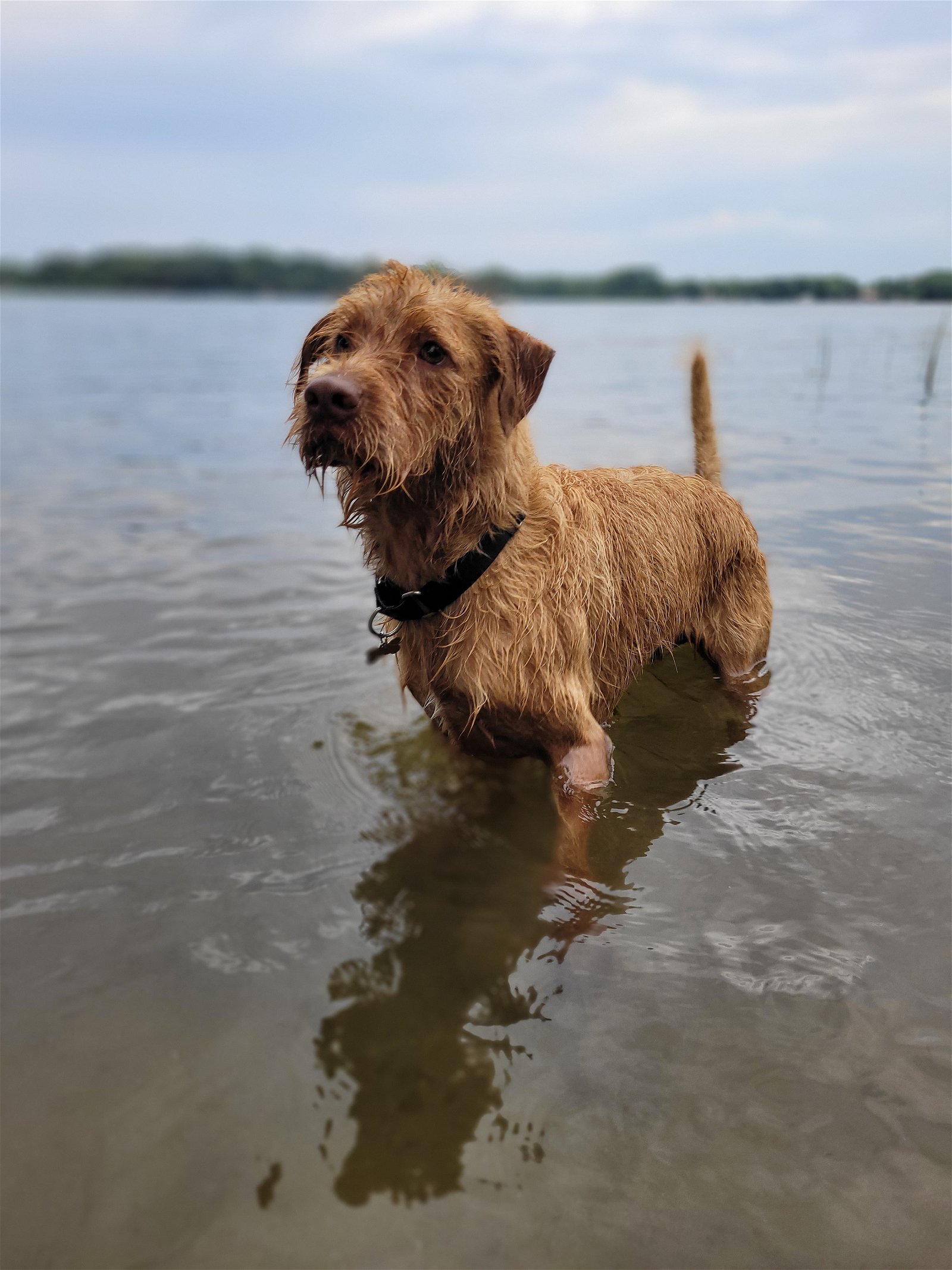 adoptable Dog in Princeton, MN named Beauregaurde