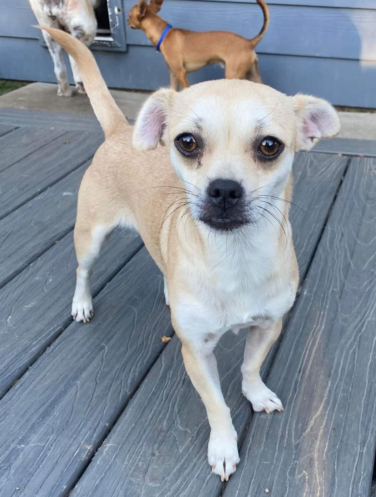 Dog for Adoption - Dolly Parton, a Chihuahua in White Bear Lake, MN ...