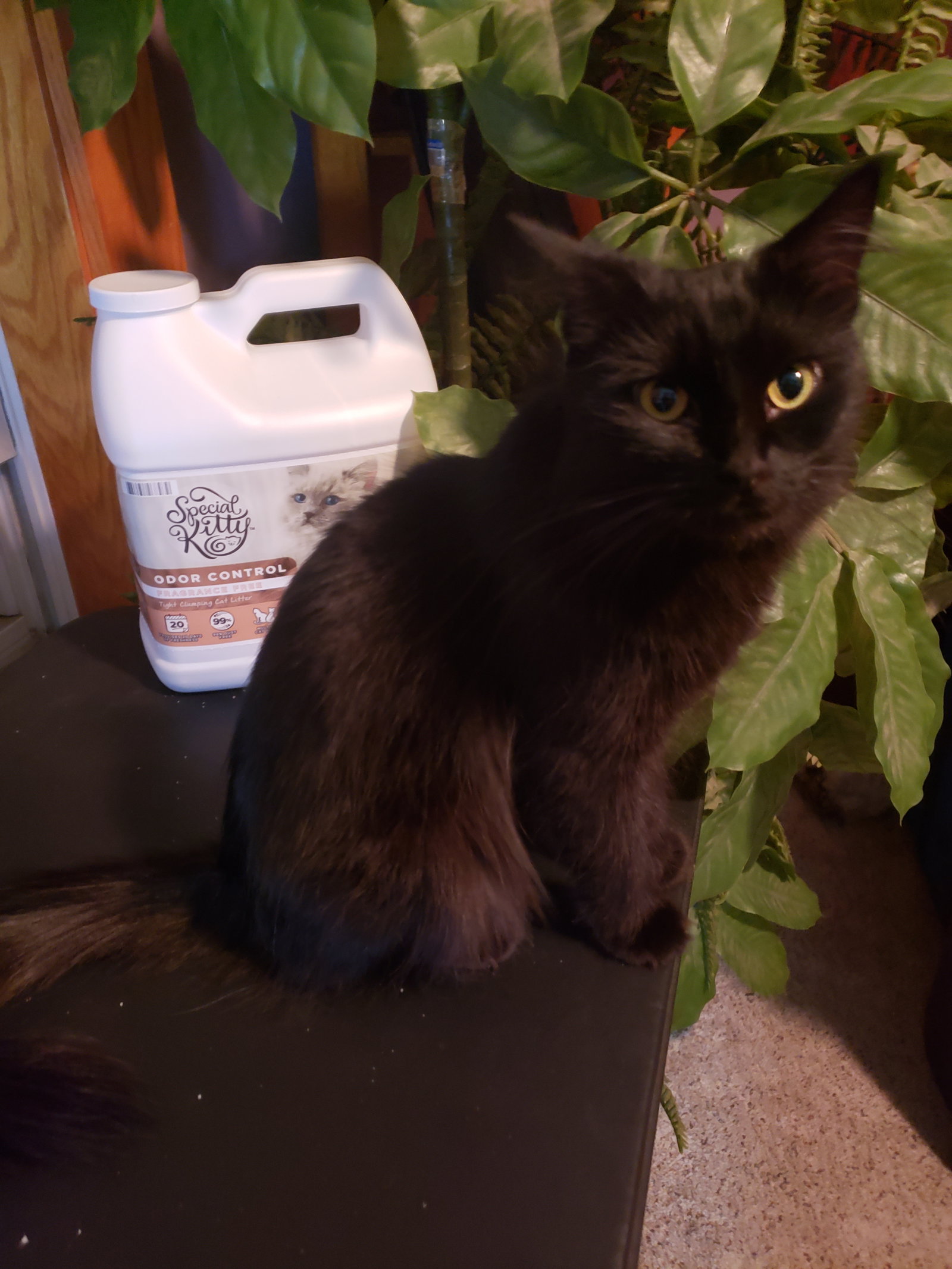 Cats for Adoption in Scandia, Minnesota Alpha Paw