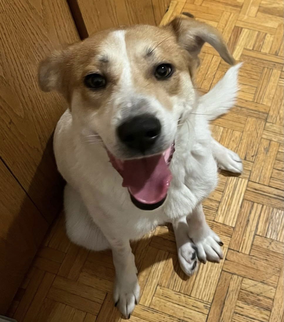 Dog For Adoption - Marian, A Cattle Dog In Anoka County, Mn 