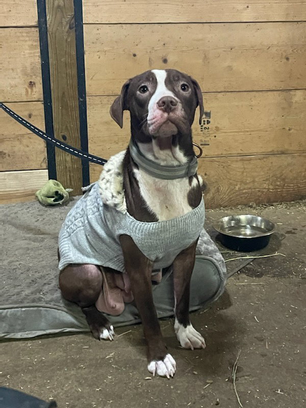 Dog for Adoption Cocoa, a Pit Bull Terrier in White Bear Lake, MN