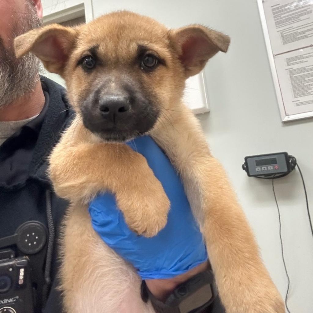 Dog for Adoption Cleo *Arriving 3/4*, a German Shepherd Dog in Saint Cloud, MN Alpha Paw