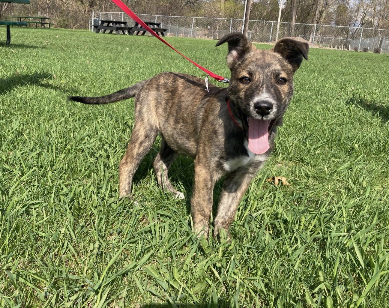 Dog for Adoption Charmaine, a German Shepherd Dog in Little Falls, MN