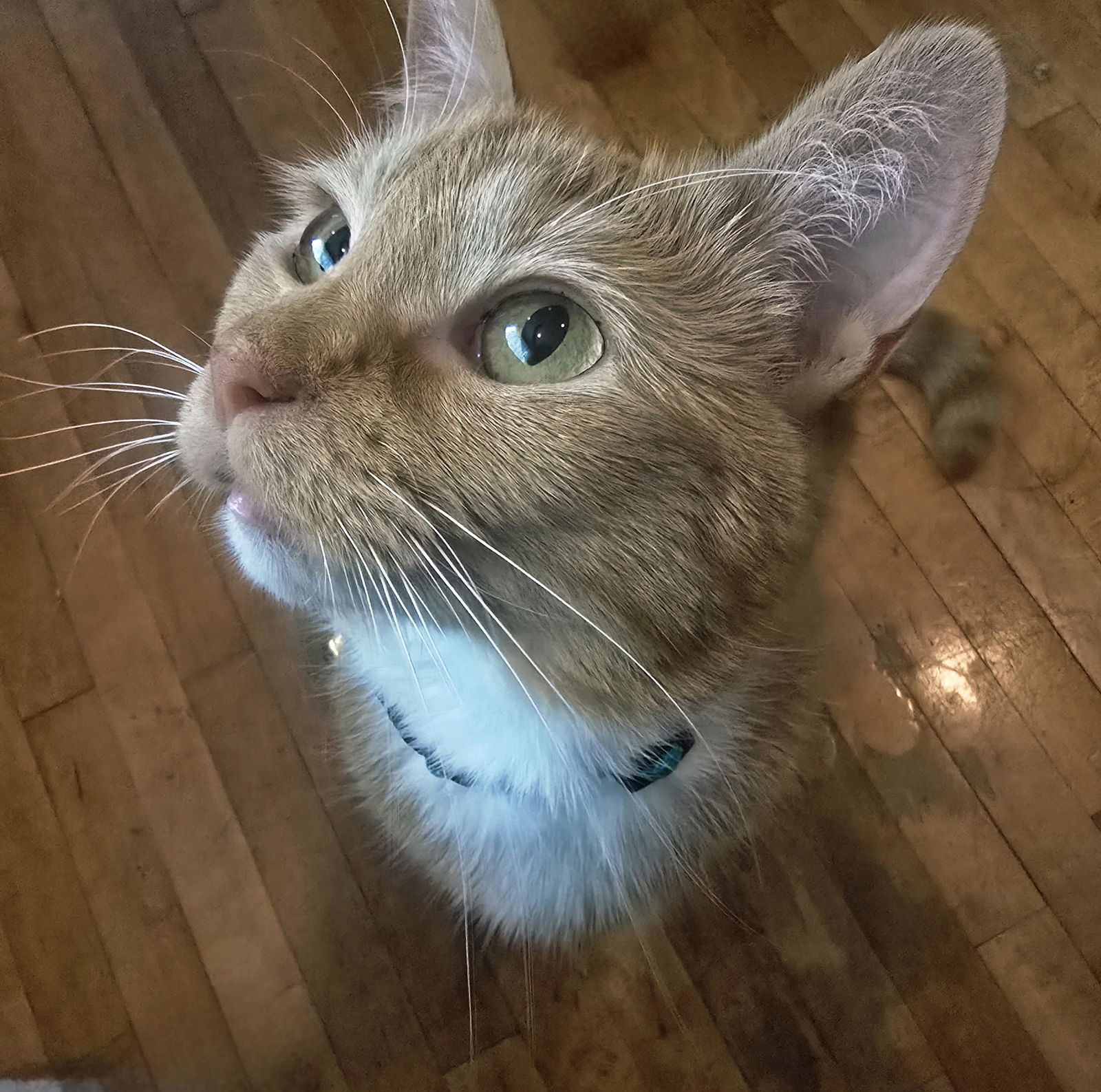 adoptable Cat in Princeton, MN named Clementine