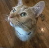 adoptable Cat in  named Clementine
