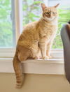 adoptable Cat in  named Circus Peanut