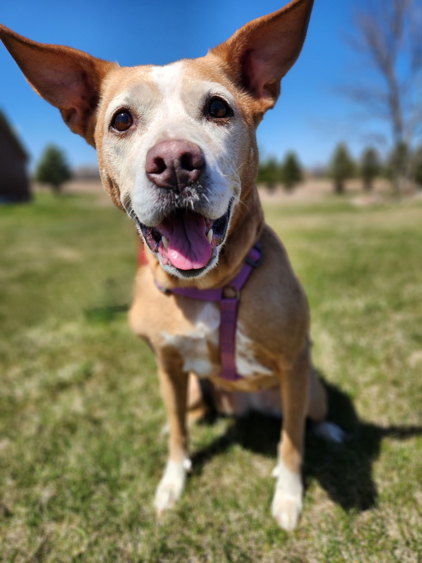 adoptable Dog in Princeton, MN named Emmy