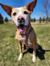adoptable Dog in princeton, MN named Emmy