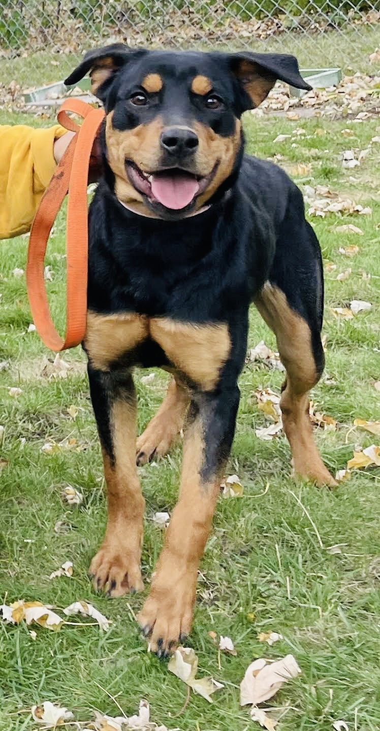 Dog for Adoption - Nadja, a Rottweiler in Saint Louis Park, MN | Alpha Paw