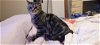 adoptable Cat in princeton, MN named Girlie
