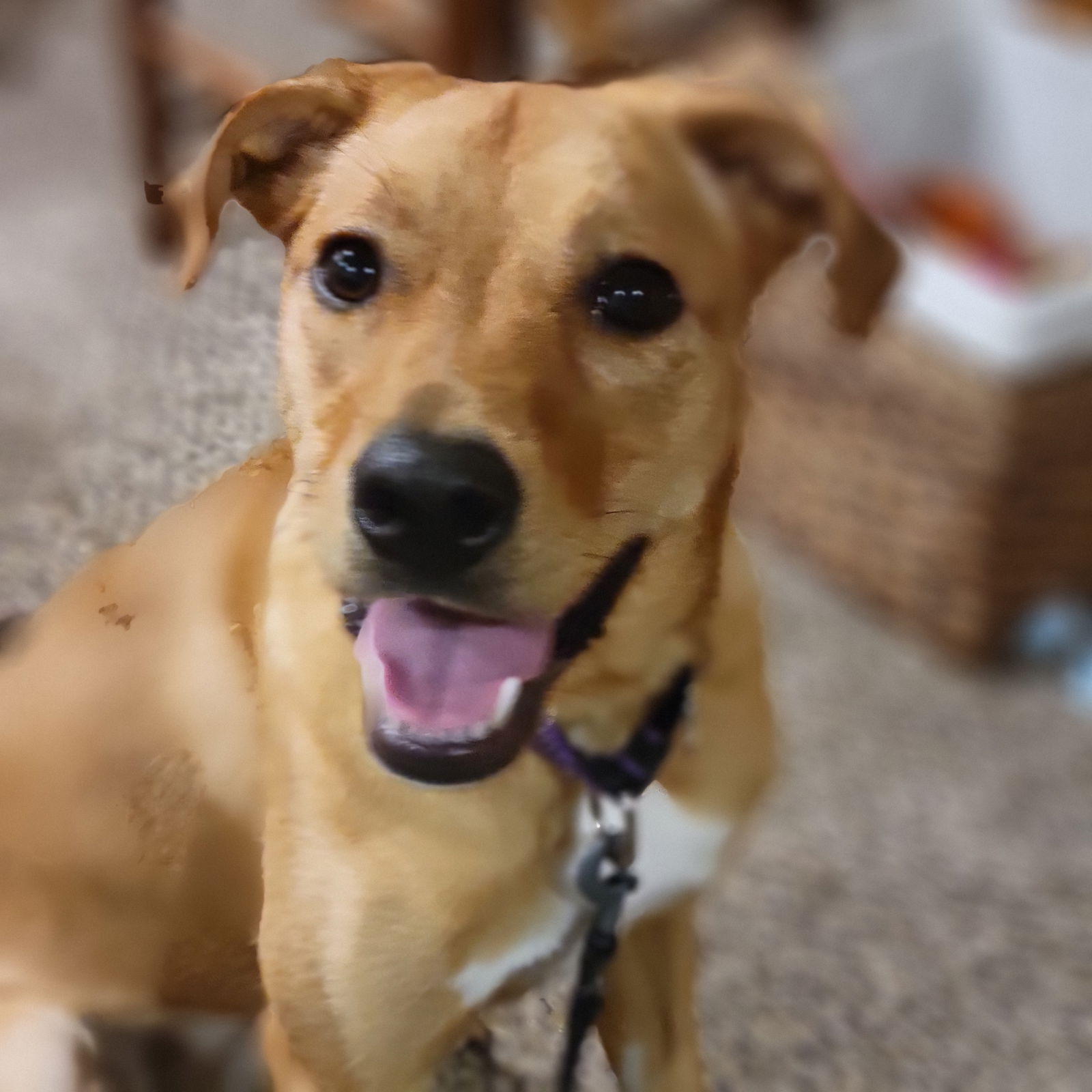 adoptable Dog in Andover, MN named Jackie