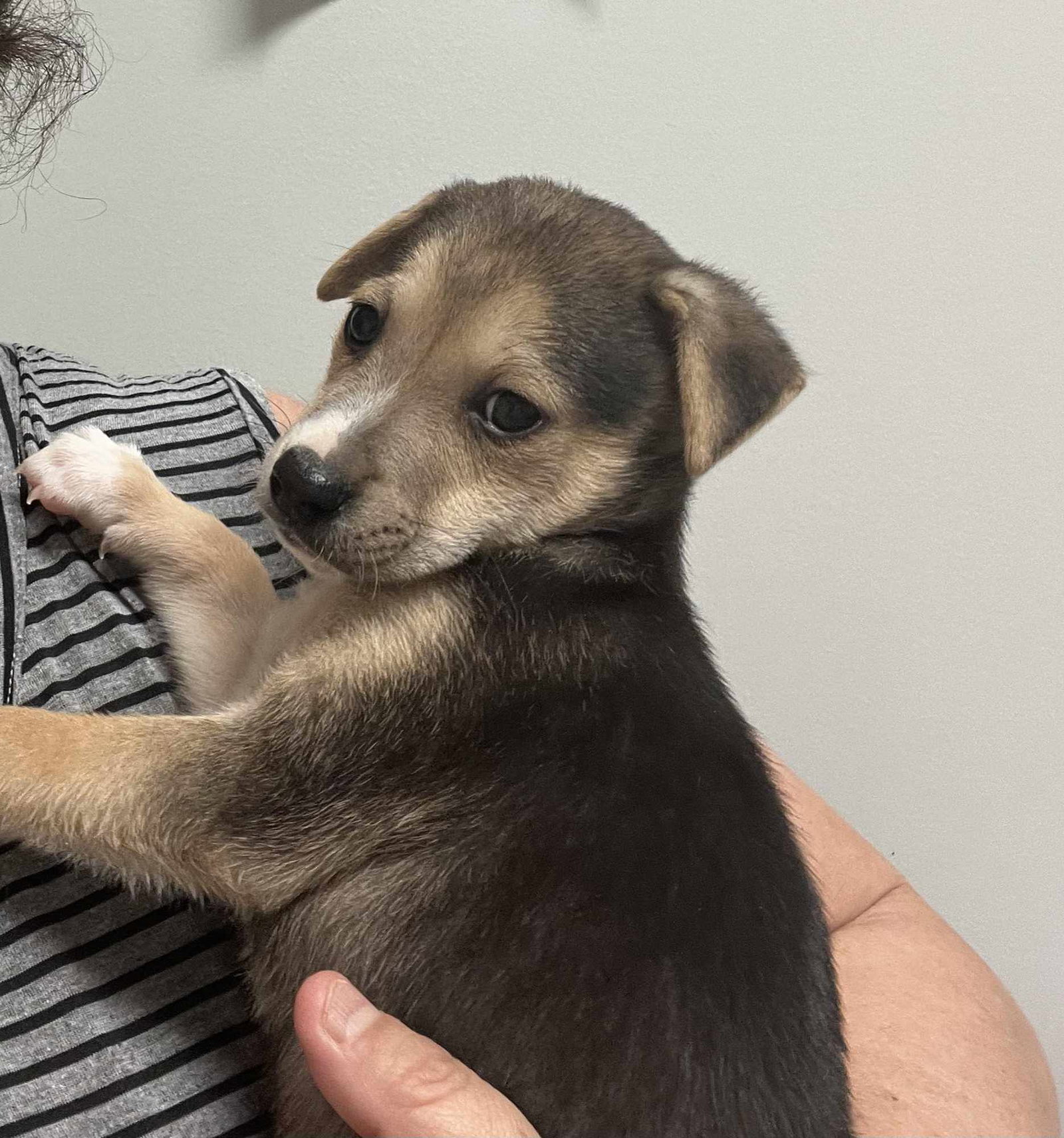 Dog for Adoption Rudolph *Arriving 12/2*, a Chihuahua in Little Falls