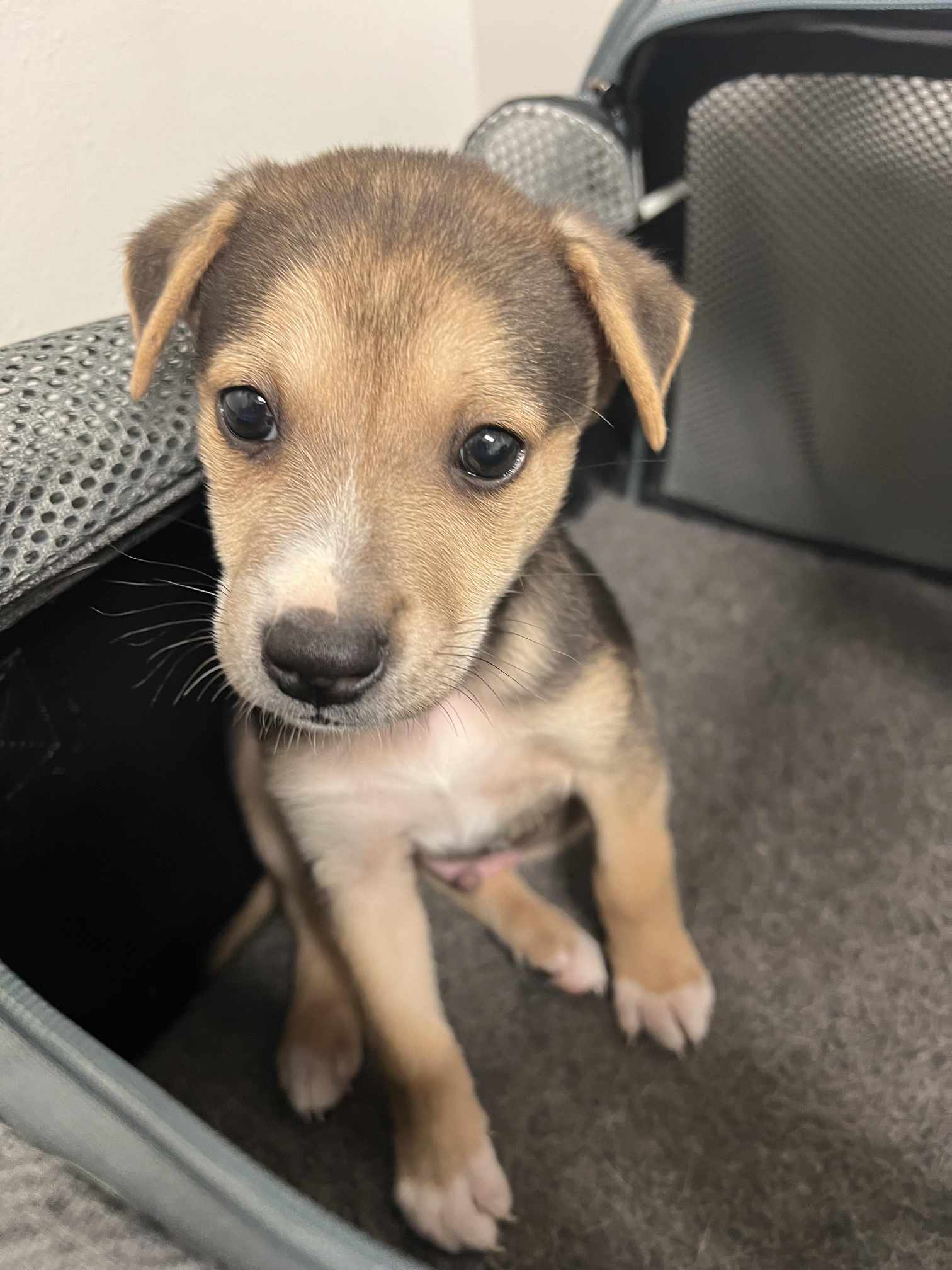 Dog for Adoption Rudolph *Arriving 12/2*, a Chihuahua in Little Falls