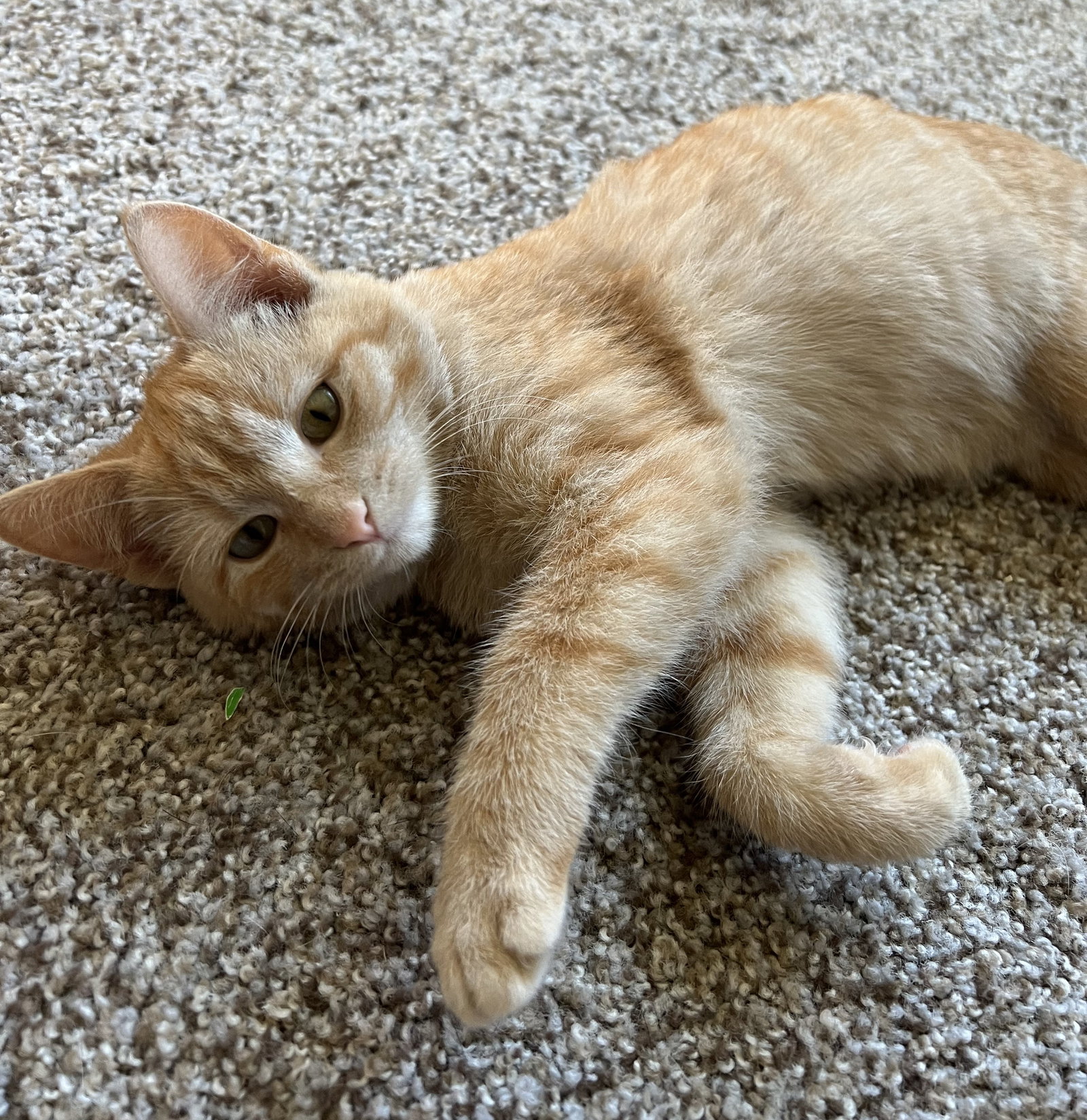 Cats for Adoption in New Hope, Minnesota | Alpha Paw