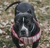 adoptable Dog in , MN named Lilly