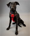 adoptable Dog in princeton, MN named Chispita