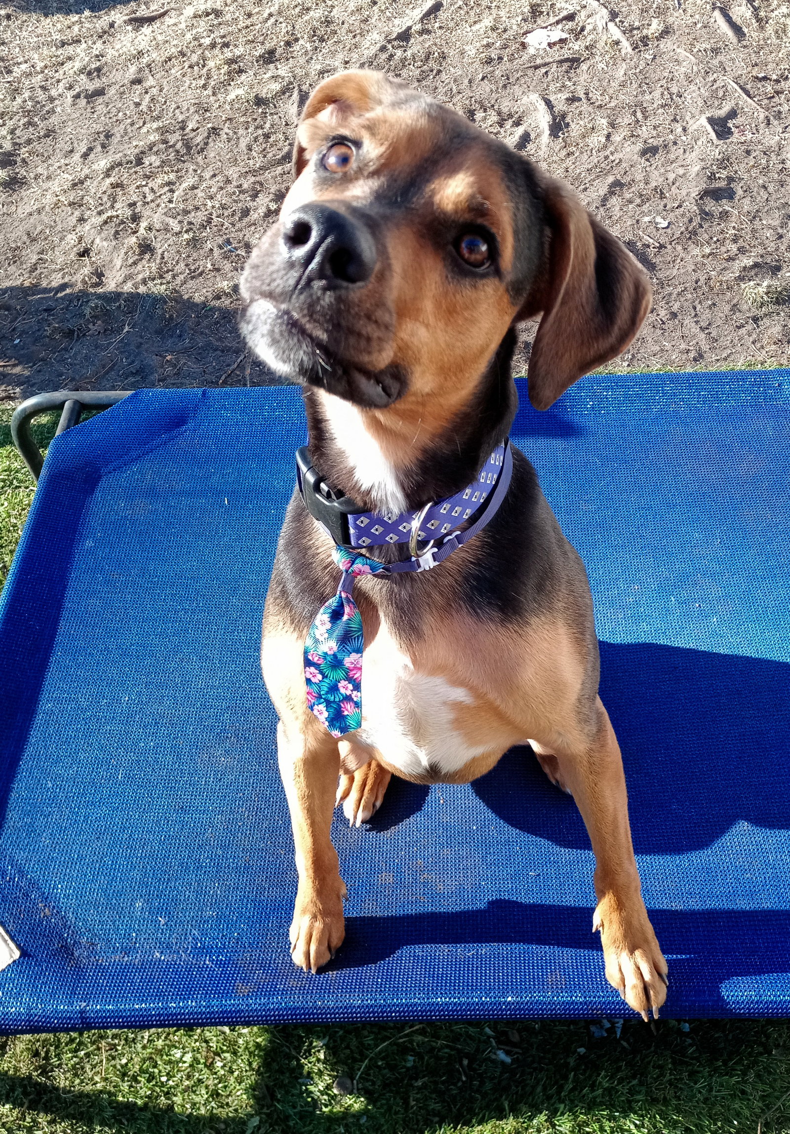 Dog for Adoption Gryffin, a Hound in Hinckley, MN Alpha Paw