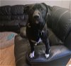 adoptable Dog in , MN named Hoover